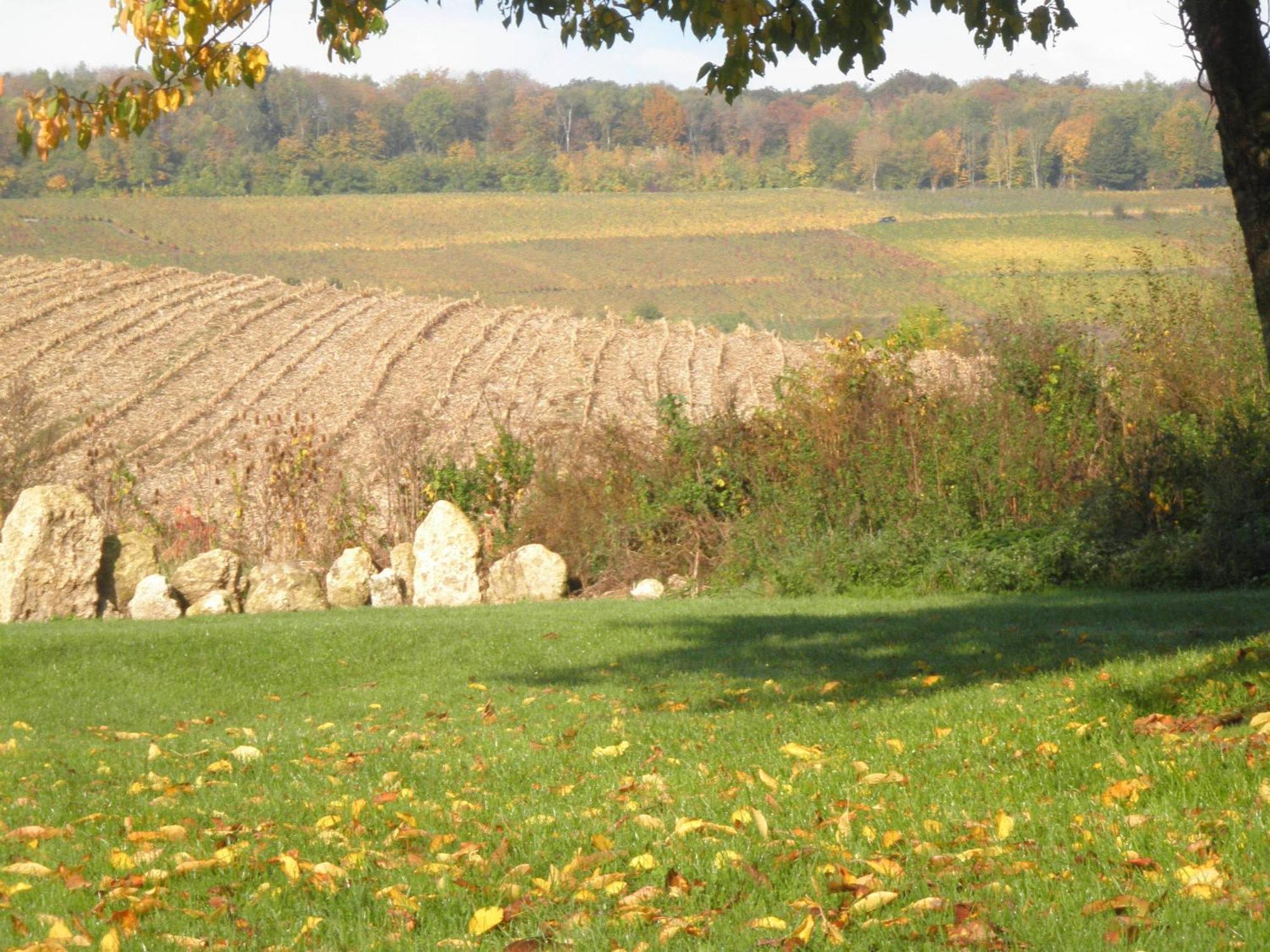 Châtillon-sur-Marne Domaine Du Moulin De L'Etang Bed & Breakfast エクステリア 写真
