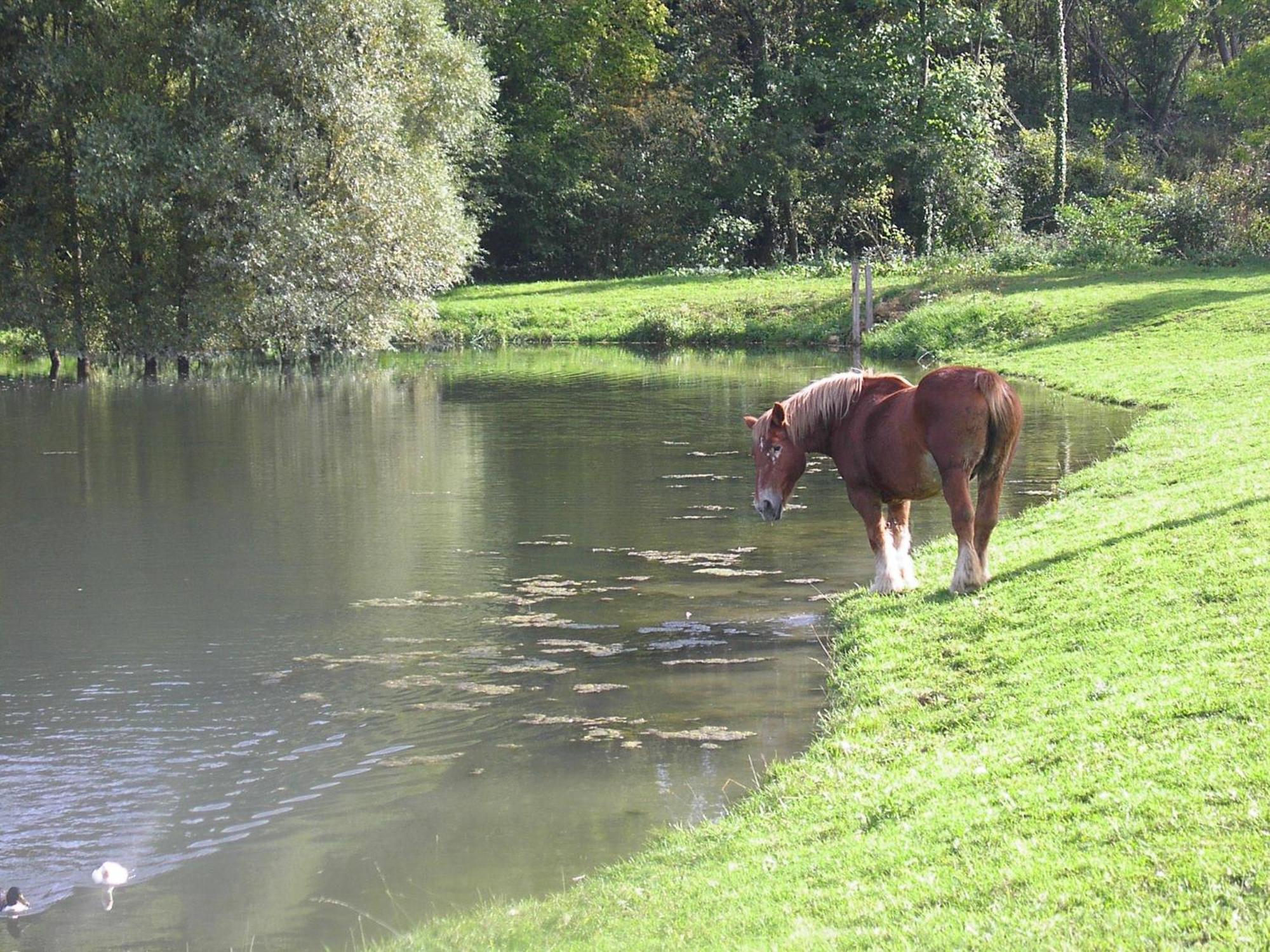 Châtillon-sur-Marne Domaine Du Moulin De L'Etang Bed & Breakfast エクステリア 写真